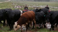 Pada tahun 2018 keluarga tersebut mulai mengembangkan daging sapi dengan merek milik sendiri.  