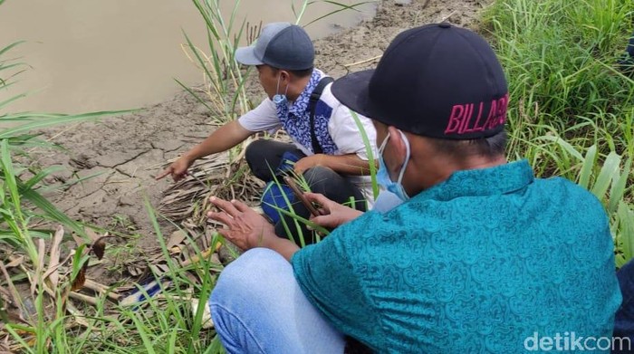 Mencari Jejak Pencuri Telur Buaya Di Tepi Bengawan Solo Yang Hilang