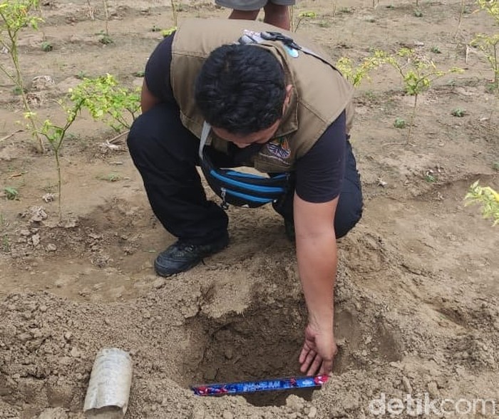 Puluhan Telur Buaya di Tepi Bengawan Solo Hilang, Kemana Raibnya?