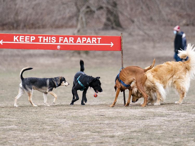 Serunya Bermain di Taman Anjing New York