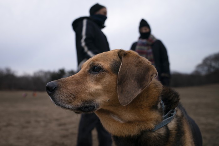 Serunya Bermain di Taman Anjing New York Dogs and their owners play in Prospect Park's Long Meadow during off-leash hours, Sunday, Jan. 31, 2021, in the Brooklyn borough of New York. Go to any dog park right now and youβll probably find lively pandemic puppies, along with new owners learning the ins and outs of off-leash play. One of the silver linings of the pandemic is that many people are discovering the joys of dog ownership. (AP Photo/John Minchillo)
