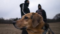 Anjing tidur meringkuk seperti bola ada alasannya, lho. Posisi ini dilakukan untuk menjaga keamanan dirinya ketika tidur. Jika berada di alam liar, pose ini menjaga organnya dari serangan predator. (AP/John Minchillo)
