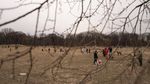 Serunya Bermain di Taman Anjing New York
