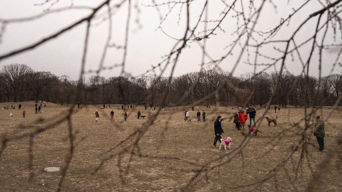 Dogs and their owners play in Prospect Park's Long Meadow during off-leash hours, Sunday, Jan. 31, 2021, in the Brooklyn borough of New York. Go to any dog park right now and you’ll probably find lively pandemic puppies, along with new owners learning the ins and outs of off-leash play. One of the silver linings of the pandemic is that many people are discovering the joys of dog ownership. (AP Photo/John Minchillo)