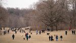 Serunya Bermain di Taman Anjing New York