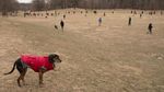 Serunya Bermain di Taman Anjing New York