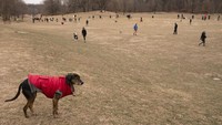 Prospect Park merupakan salah satu taman bermain populer untuk anjing di New York.  