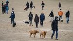 Serunya Bermain di Taman Anjing New York