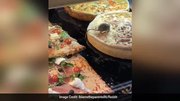 Jijik! Dua Ekor Tikus Tertangkap Basah Makan Pizza di dalam Etalase Resto