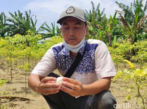 Puluhan Butir Diduga Telur Buaya Dekat Bengawan Solo Raib, Hanya Tersisa Satu