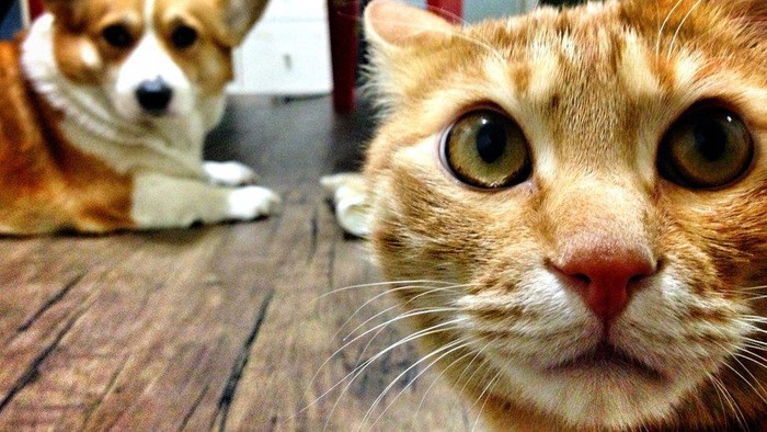 Covid-19: Korsel beri layanan tes virus corona bagi kucing dan anjing bergejala