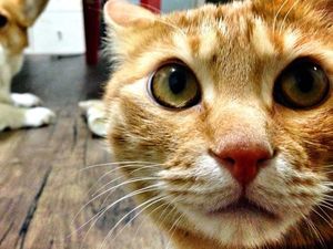 Fakta Penglihatan Anjing dan Kucing, Benarkah Tidak Bisa Melihat Warna?