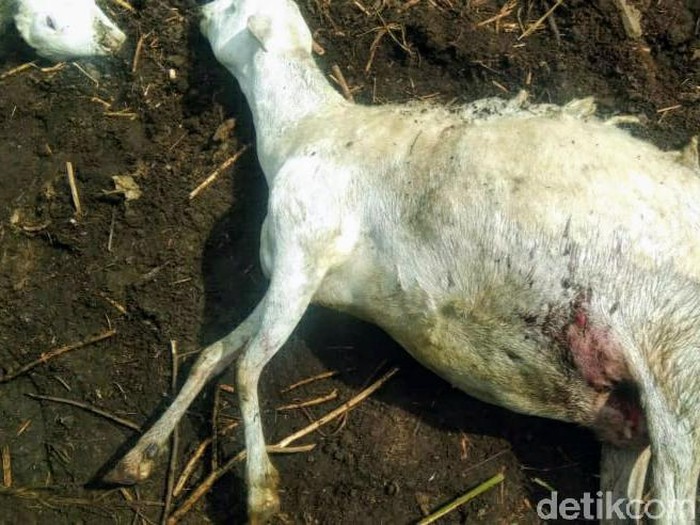 Kambing milik warga Sempol, Kecamatan Ijen masih ada yang mati misterius. Warga sempat melihat sekelebatan yang melintas di seputaran kandang.