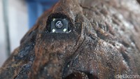 Kostum dinosaurus yang dapat berjalan keliling kampung itu digerakkan dengan dua orang dari dalam. Sedangkan untuk penglihatan, dia melengkapinya dengan monitor yang terhubung pada kamera depan dan belakang. Harga per unitnya pun mencapai jutaan hingga ratusan juta rupiah.