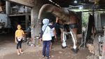 Kostum Animatronik Dinosaurus Ini Buatan Bantul Lho