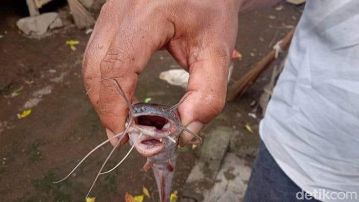 Lele bermulut dua ditemukan Firda, warga Dusun Pulorejo, Desa Menampu, Kecamatan Gumukmas. Sebelum menemukan ikan aneh itu, Firda mengaku bermimpi didatangi wanita bersayap.