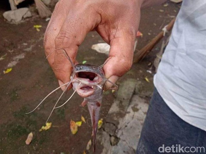Lele bermulut dua ditemukan Firda, warga Dusun Pulorejo, Desa Menampu, Kecamatan Gumukmas. Sebelum menemukan ikan aneh itu, Firda mengaku bermimpi didatangi wanita bersayap.