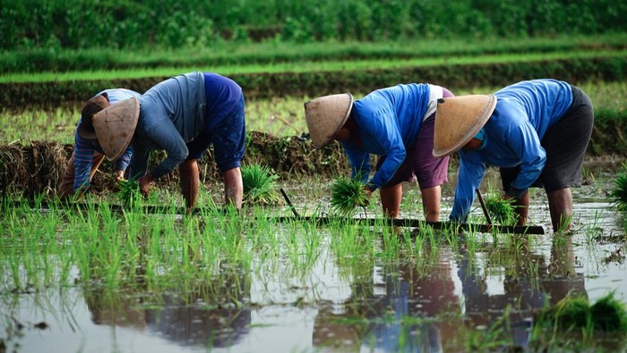 petani