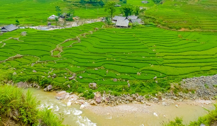 sawah