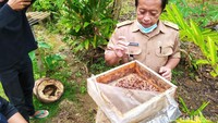 Tercetusnya wisata sedot madu ini karena sebelumnya pengunjung hanya melihat-lihat sarang lebah, berfoto dan membeli madu. Kemudian berpikir ada sebuah wahana yang membuat pengunjung pun lebih tertarik lagi.
