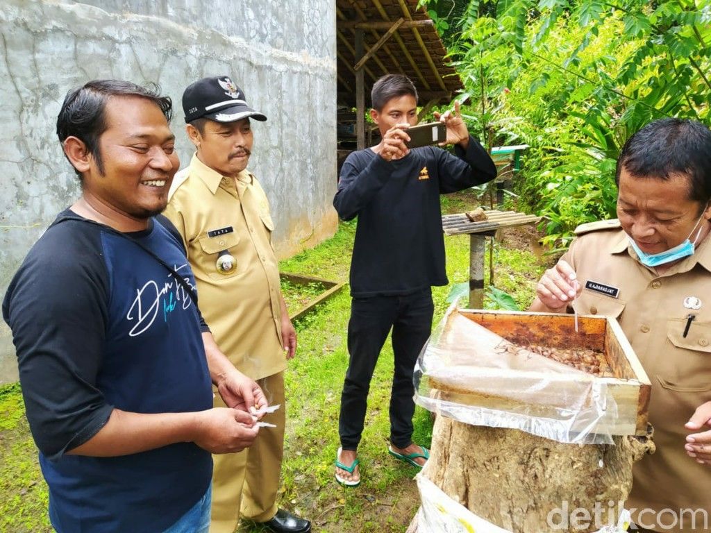 Wisata sedot madu di Ciamis