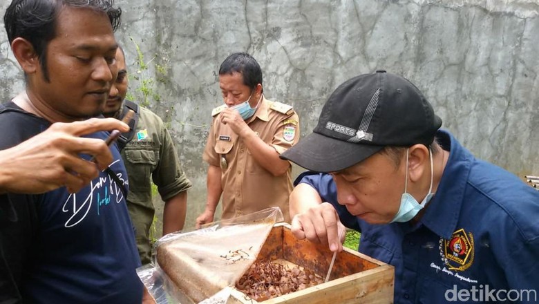 Wisata sedot madu di Ciamis Wisata sedot madu di Ciamis
