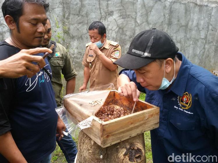 Foto: Wisata Sedot Madu Langsung dari Sarangnya di Ciamis
