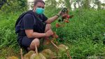Foto: Rela Masuk ke Hutan Demi Durian Jatuh dari Pohon