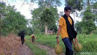 Jika ingin memetik durian sendiri, Anda harus menyiapkan sejumlah peralatan seperti parang, karung, kaos tangan, hingga sepatu panjang lantaran berada di dalam hutan. Kelezatan durian jatuh dari pohon tentu beda dengan yang dijual di toko buah. (Ibnu Munsir/detikTravel)