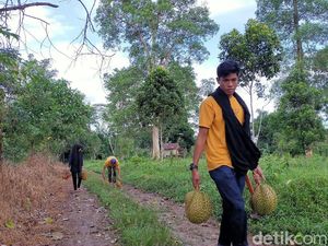Menyusuri Hutan dan Menikmati Durian Jatuh dari Pohon, Nikmat!