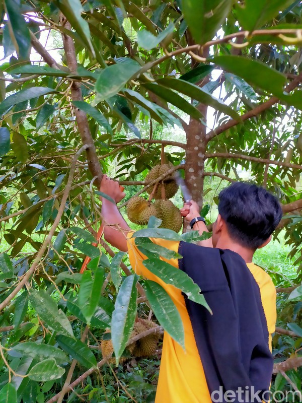 Traveler harus memasuki hutan dengan berjalan kaki sekitar 15 menit. Untuk menikmati durian asal Bulukumba tersebut, Anda sudah harus berada tepat pukul 06.00 WITA. Tak perlu memanjat pohonnya, cukup lihat sekitar saja. (Ibnu Munsir/detikTravel) Traveler harus memasuki hutan dengan berjalan kaki sekitar 15 menit. Untuk menikmati durian asal Bulukumba tersebut, Anda sudah harus berada tepat pukul 06.00 WITA. Tak perlu memanjat pohonnya, cukup lihat sekitar saja. (Ibnu Munsir/detikTravel)