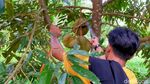 Foto: Rela Masuk ke Hutan Demi Durian Jatuh dari Pohon