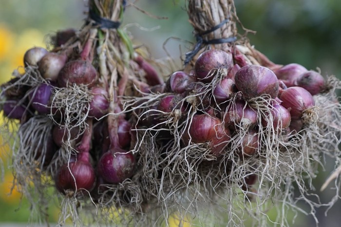 Ditjen Hortikultura (Kementan)