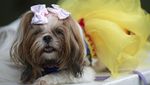 Gemas! Saat Para Anjing Adu Gaya di Karnaval Brasil