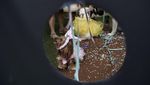Gemas! Saat Para Anjing Adu Gaya di Karnaval Brasil