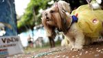 Gemas! Saat Para Anjing Adu Gaya di Karnaval Brasil
