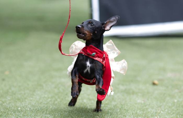 Gemas! Saat Para Anjing Adu Gaya di Karnaval Brasil Sejumlah anjing tampak mengenakan kostum unik nan ciamik di Brasil. Mereka bersolek untuk mendapatkan kostum terbaik.