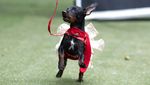 Gemas! Saat Para Anjing Adu Gaya di Karnaval Brasil