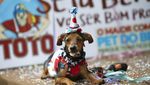 Gemas! Saat Para Anjing Adu Gaya di Karnaval Brasil