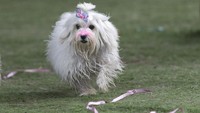 Penampilan seekor anjing yang ikut serta dalam karnaval di kawasan Rio de Janeiro, Brasil.