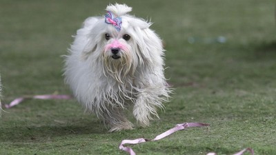 Fakta Menarik Anjing, Sahabat Manusia nan Setia