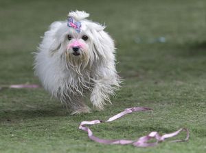 Fakta Menarik Anjing, Sahabat Manusia nan Setia