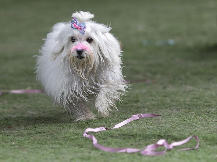 Fakta Menarik Anjing, Sahabat Manusia nan Setia