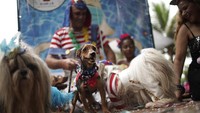 Sejumlah anjing tampak berdandan dengan menggunakan kostum unik nan menarik saat ikut serta dalam karnaval anjing di Brasil, Sabtu (13/2/2021).