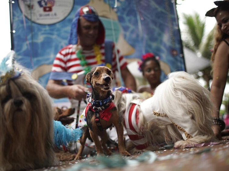 Gemas! Saat Para Anjing Adu Gaya di Karnaval Brasil