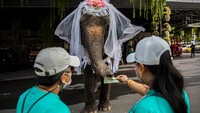 Di Thailand, hari kasih sayang atau Valentine dianggap sebagai hari yang baik untuk menikah dan mengadakan upacara di atas gajah dipercaya dapat membawa kemakmuran bagi kehidupan pasangan. 