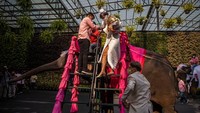 Satu per satu pasangan yang ikut serta dalam kegiatan nikah massal di kawasan Pattaya, Thailand, itu menaiki gajah untuk melakukan upacara di atas gajah.