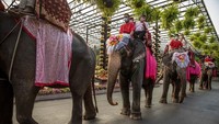 Para pasangan menunggangi gajah di tengah rangkaian acara nikah massal yang digelar bertepatan dengan hari kasih sayang atau Valentine.