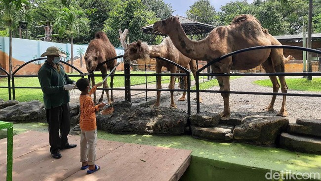 Panduan Berlibur ke Kebun Binatang Surabaya, Rute hingga Harga Tiket