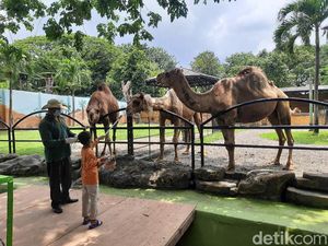 4.000 Pengunjung Padati KBS di  Hari Terakhir Long Weekend Imlek